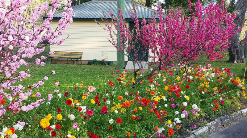 received 1811735295533250 Bright red, pink and yellow flowers in a garden