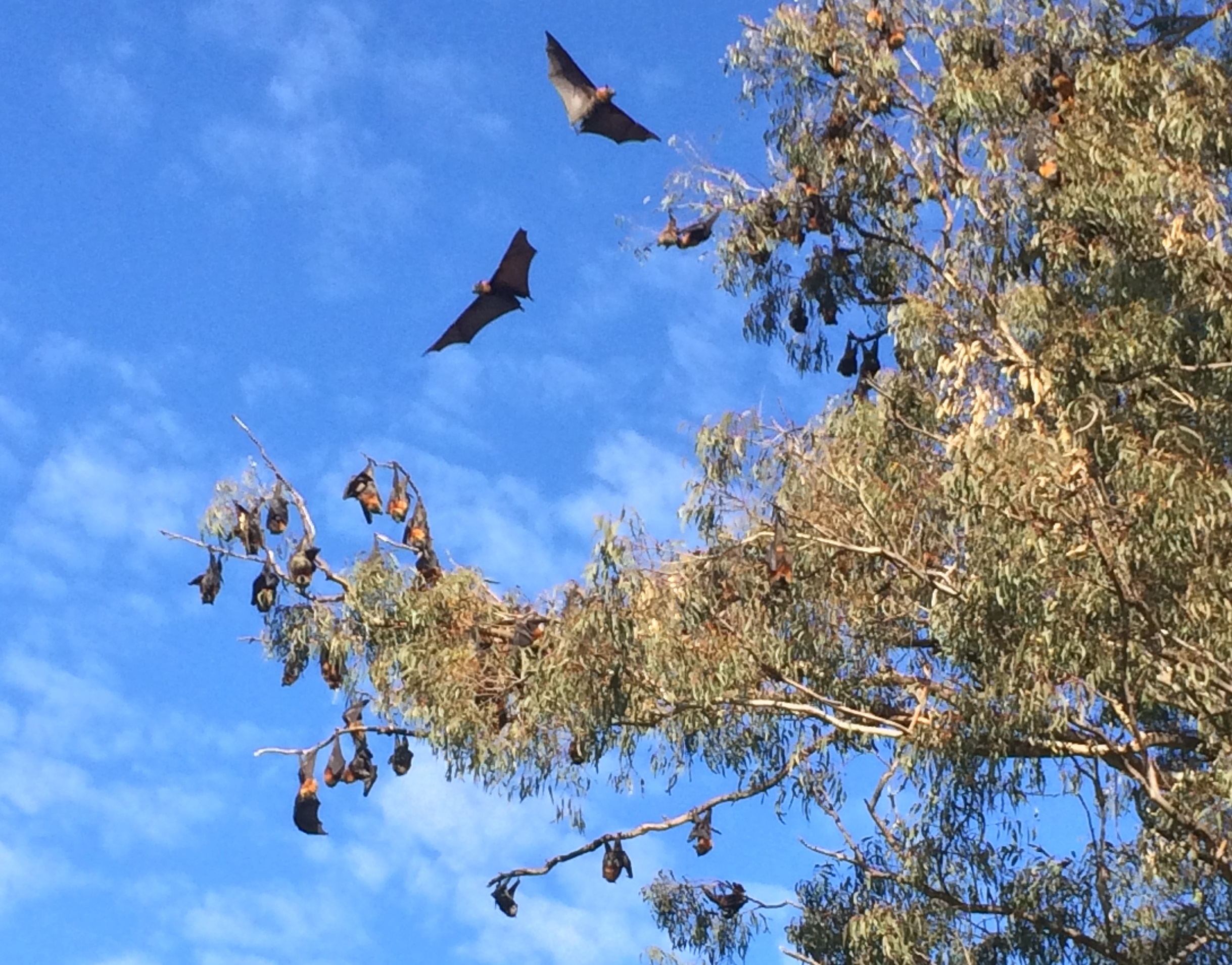 Bat colony